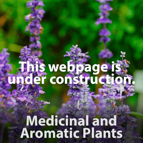 medicinal and aromatic plants_