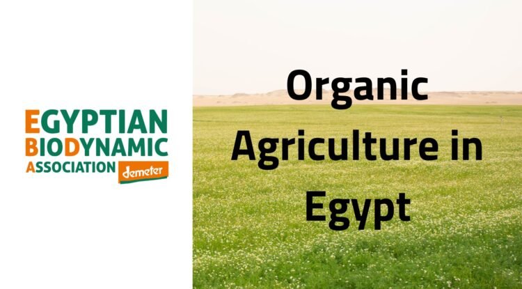 The organic agriculture in Egypt